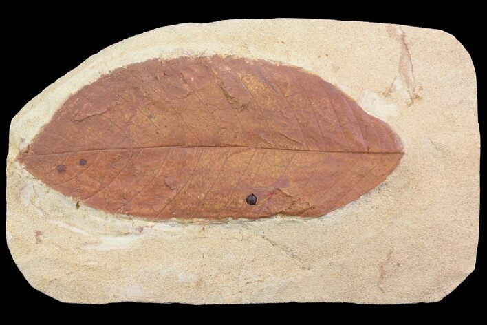 Fossil Persea (Laurel) Leaf - Montana #75808